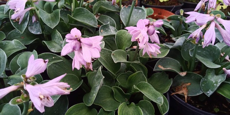 Hosta 'Blue Mouse Ears'